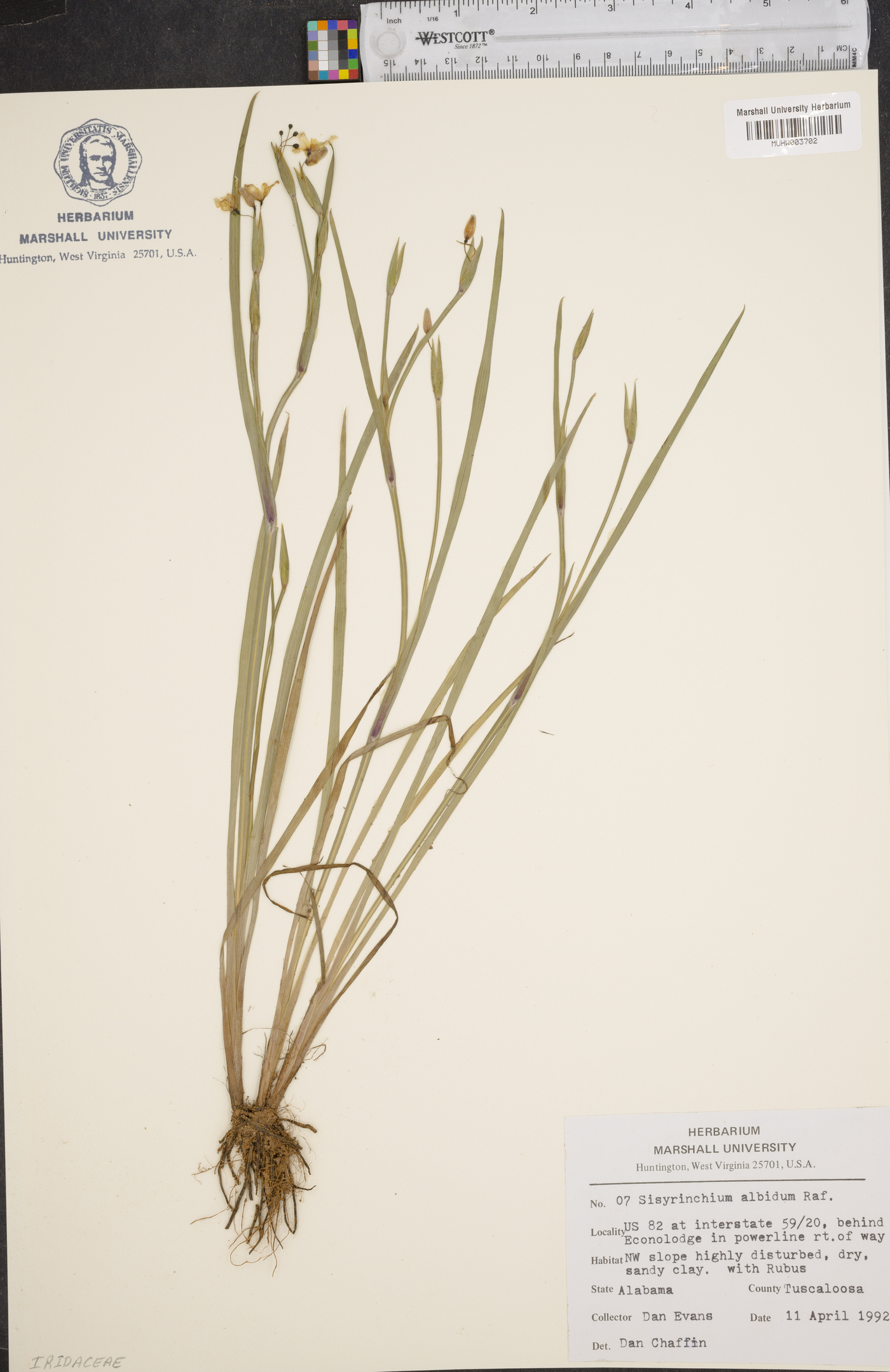 Sisyrinchium langloisii image