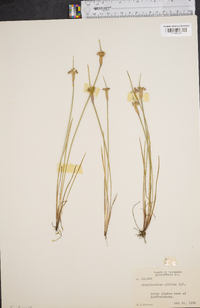 Sisyrinchium albidum image