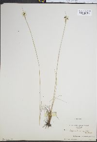 Sisyrinchium capillare image