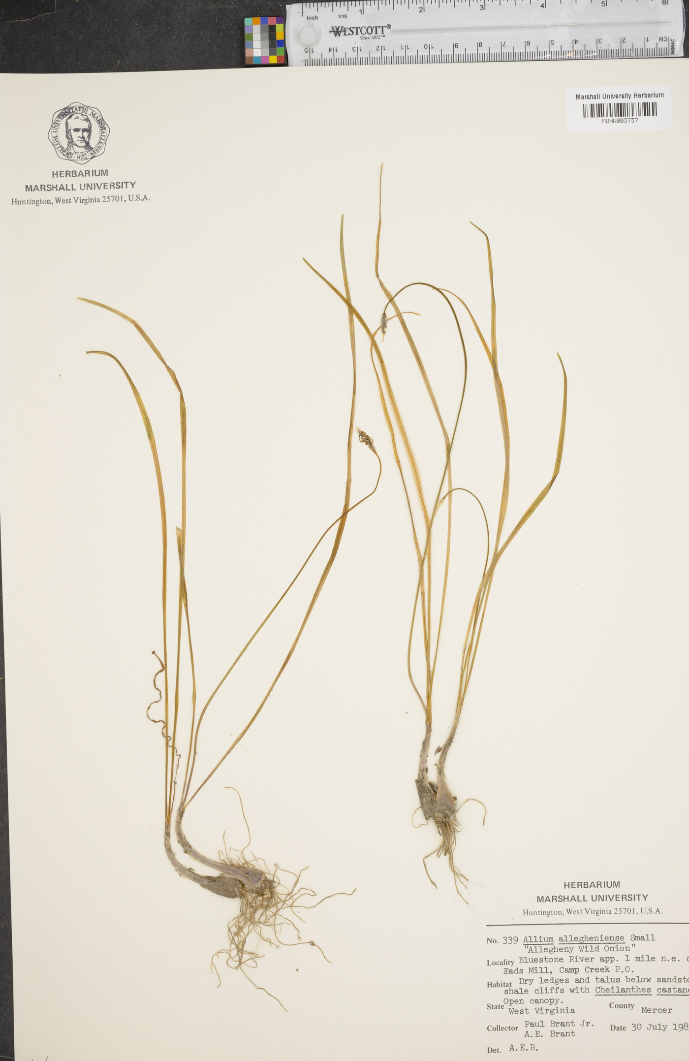 Allium allegheniense image