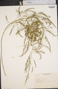 Asparagus officinalis image