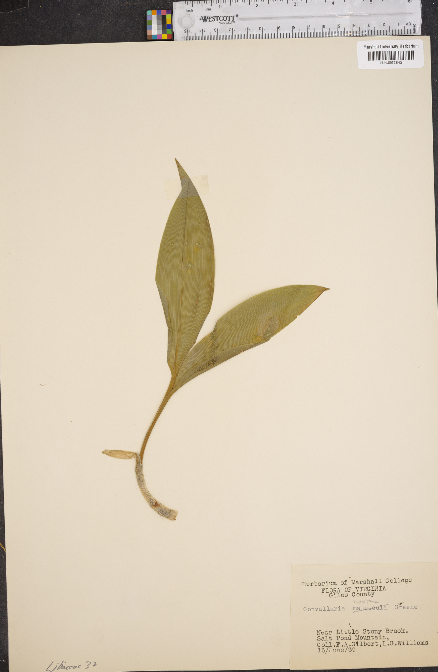 Convallaria montana image