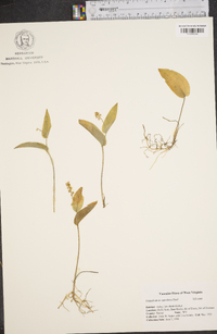 Maianthemum canadense image