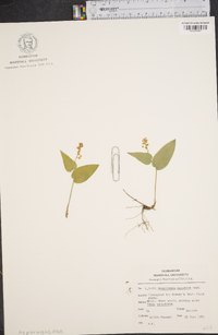 Maianthemum canadense image