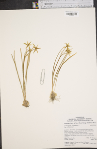 Ornithogalum umbellatum image