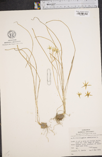 Ornithogalum umbellatum image