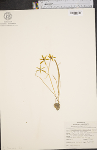 Ornithogalum umbellatum image