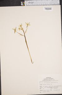 Ornithogalum umbellatum image