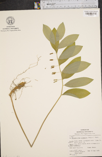 Polygonatum pubescens image