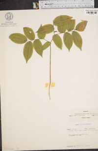 Polygonatum pubescens image