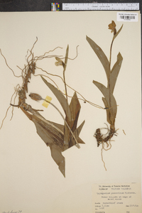 Cypripedium passerinum image