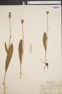 Platanthera clavellata image