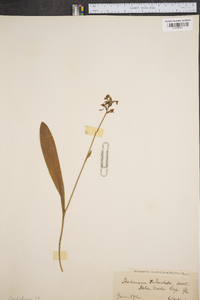 Platanthera clavellata image