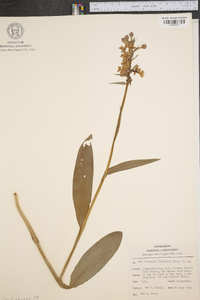 Platanthera grandiflora image