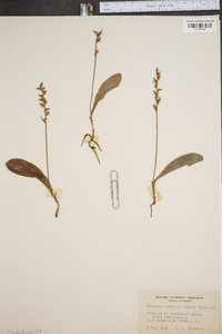 Platanthera obtusata image