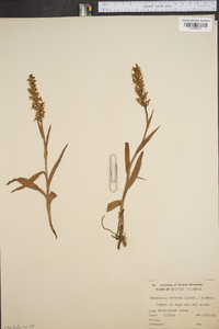 Platanthera stricta image