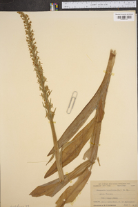 Platanthera hyperborea image