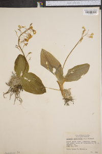 Liparis liliifolia image