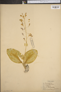 Liparis liliifolia image