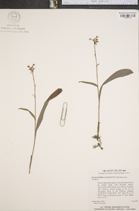 Platanthera clavellata image