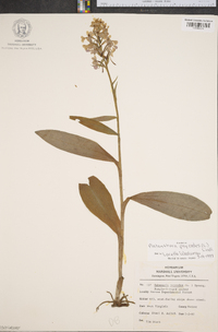 Platanthera psycodes image