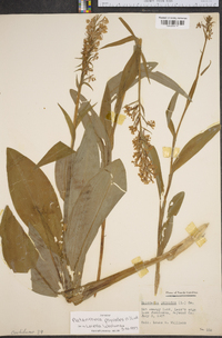 Platanthera psycodes image