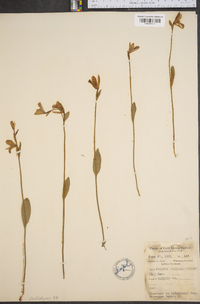 Pogonia ophioglossoides image