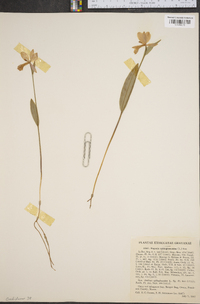 Pogonia ophioglossoides image