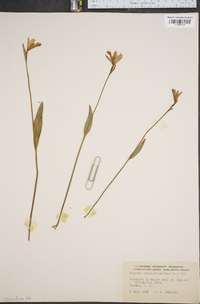 Pogonia ophioglossoides image