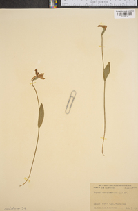 Pogonia ophioglossoides image