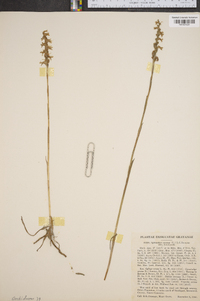 Spiranthes cernua image