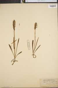 Spiranthes romanzoffiana image