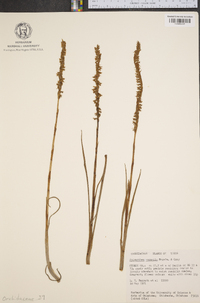 Spiranthes vernalis image