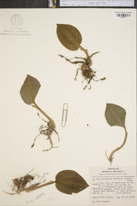 Tipularia discolor image