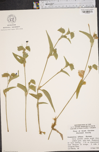 Commelina diffusa image