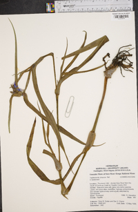 Tradescantia ohiensis image