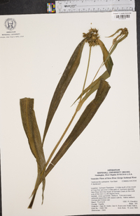 Tradescantia subaspera image