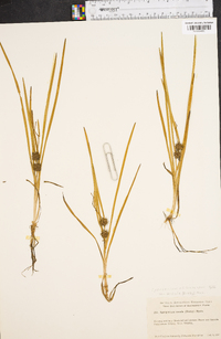 Sparganium angustifolium image