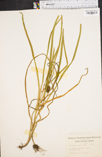 Sparganium angustifolium image