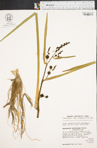 Sparganium eurycarpum image