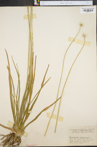 Eriocaulon decangulare image