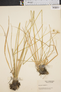 Eriocaulon decangulare image