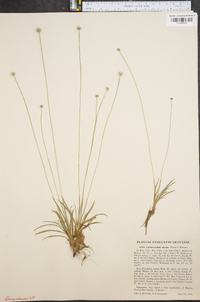 Lachnocaulon anceps image