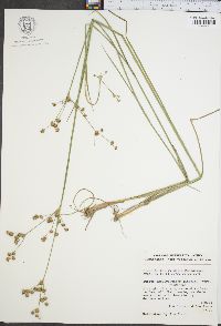 Juncus brevicaudatus image