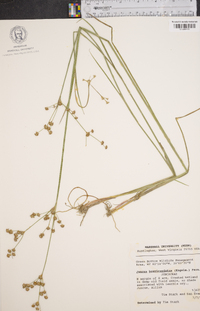 Juncus brevicaudatus image