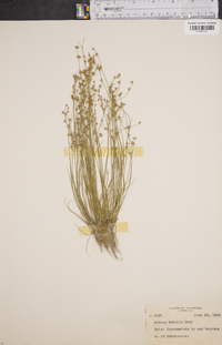 Juncus debilis image