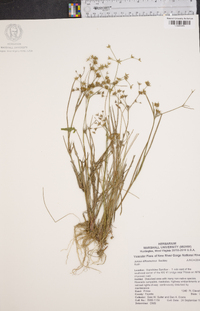 Juncus diffusissimus image