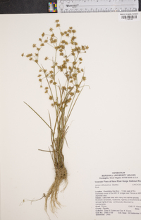 Juncus diffusissimus image