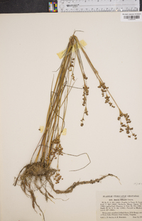 Juncus elliottii image