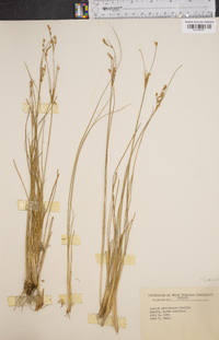 Juncus georgianus image